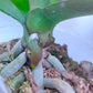 Phalaenopsis Peacock Emperor - FF