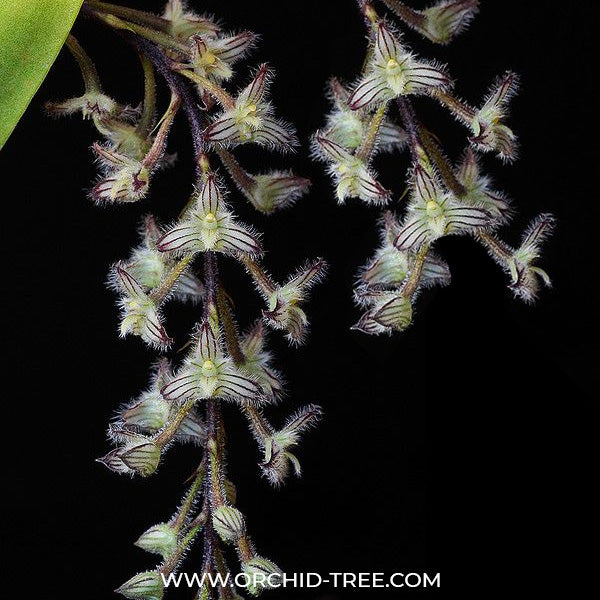 Bulbophyllum lindleyanum sp. - BS