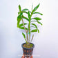 Dendrobium bullenianum sp. - BS