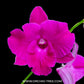 Dendrobium Humming Butterfly #1 - BS