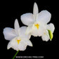 Cattleya (Brougtonia) White Jet Set - BS