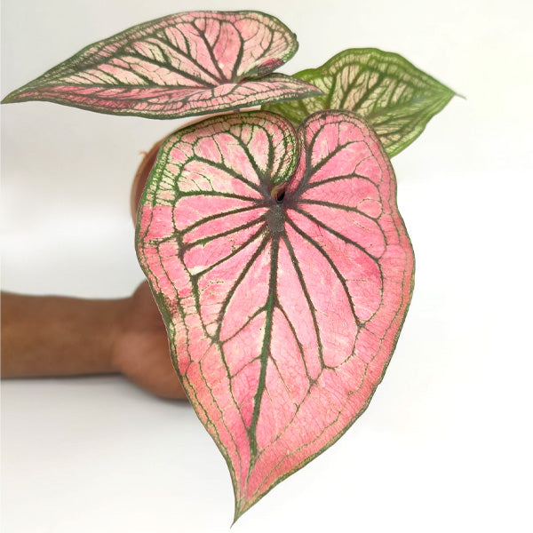 Caladium