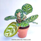 Calathea Makoyana
