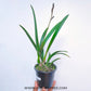 Encyvola Jairak Canary 'Orange' - BS