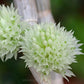Dendrobium capituliflorum sp. - BS
