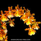 Oncidium (Odcdm.) Catatante 'Pacific Sunburst' - BS