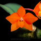 Cattleya (Sophronitis) cernua sp. Orchid Plant - BS