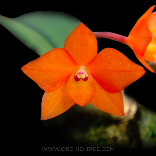 Cattleya (Sophronitis) cernua sp. Orchid Plant - BS