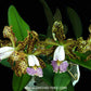 Cattleya schilleriana var coerulea sp. - BS