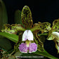 Cattleya schilleriana var coerulea sp. - BS