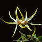 Thrixspermum centipeda sp. - FF