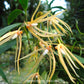 Thrixspermum centipeda sp. - FF