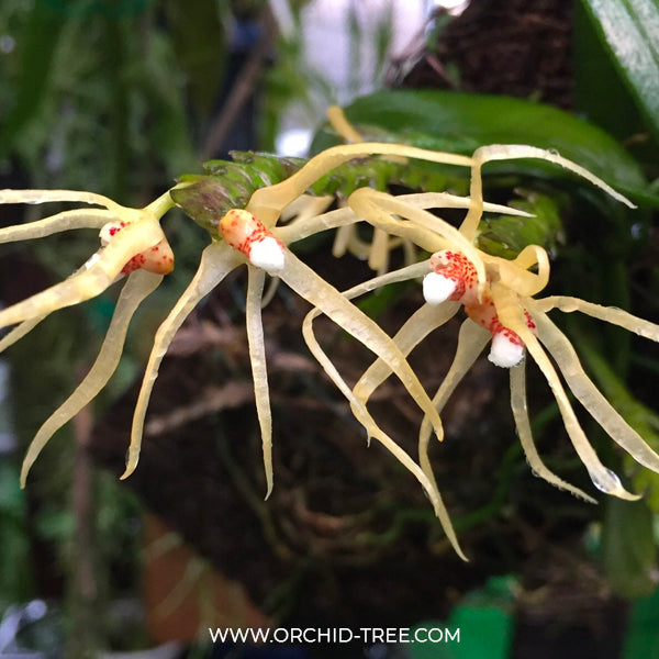 Thrixspermum centipeda sp. - FF