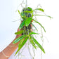 Thrixspermum centipeda sp. - FF