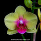 Phalaenopsis Ching Ann Angel - FF