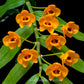 Dendrobium chrysanthum sp. - BS