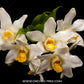 Chysis limminghei var. aurea sp.- BS