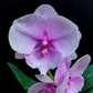 Phalaenopsis Cinderella's Love - BS