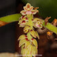 Cleisomeria pilosula - BS