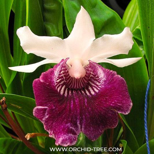 Cochleanthes Amazing - BS