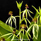 Encyclia cochleata sp. - BS