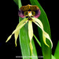 Encyclia cochleata sp. - BS