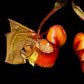 Coryanthes macrantha sp. - BS