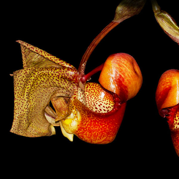 Coryanthes macrantha sp. - BS