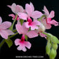 Calanthe rubens - FF