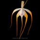 Brassavola (Cattleya) cucullata sp. - BS