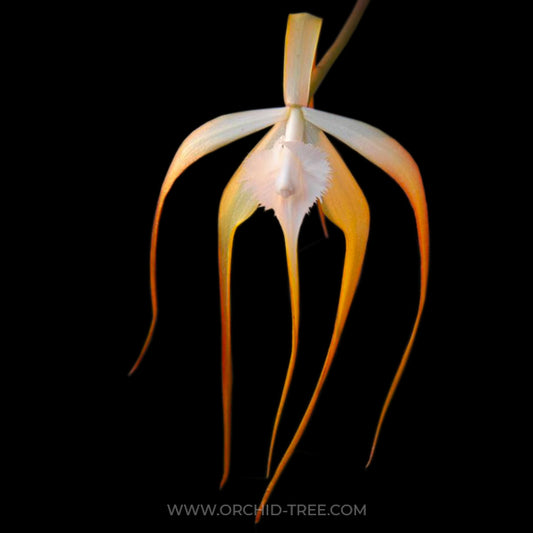 Brassavola (Cattleya) cucullata sp. - BS