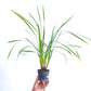 Cymbidium dayanum Red sp. -  | BS