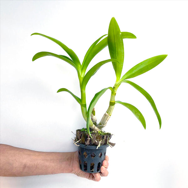 Dendrobium Dee Dee Yellow - BS