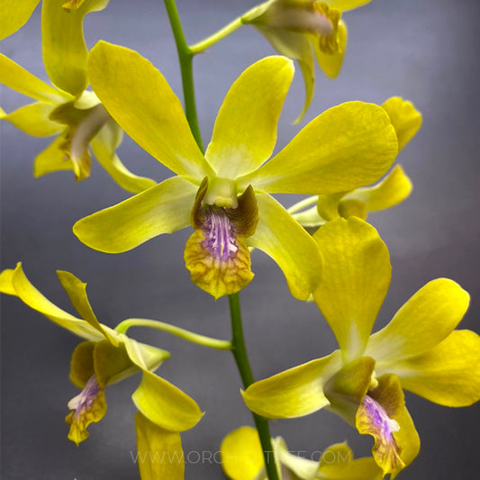 Dendrobium Dee Dee Yellow - FF