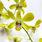 Dendrobium Dee Dee Yellow - BS
