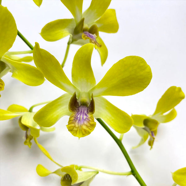 Dendrobium Dee Dee Yellow - BS