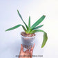Paphiopedilum Delrosi - BS