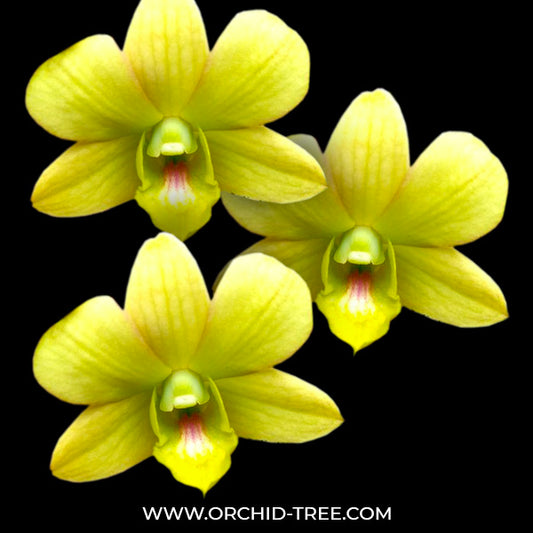 Dendrobium Nopporn Gold Orchid Plant- FF