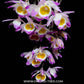 Dendrobium gratiosissimum sp. - BS