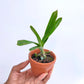 Dimorphorchis lowii sp. - MS (In Plastic pot)