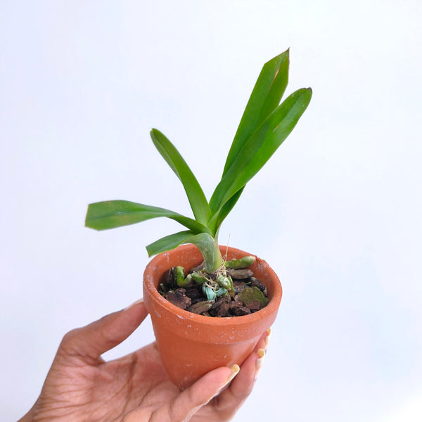 Dimorphorchis lowii sp. - MS (In Plastic pot)