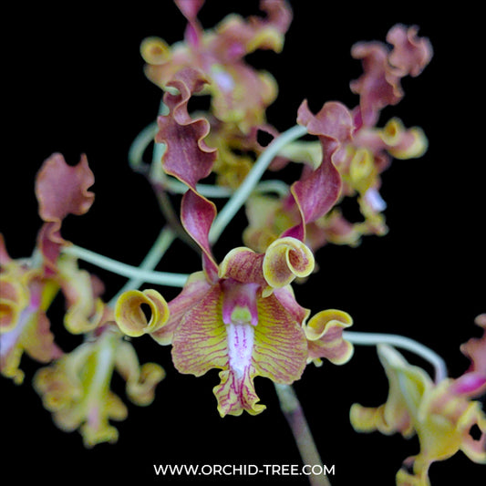Dendrobium Jairak Spider No. 584 x discolor - BS