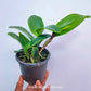 Cattleya Edgard Stars - BS