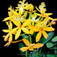 Epidendrum Jairak Valley Yellow - BS
