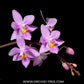 Phalaenopsis equestris var. rosea sp. - BS