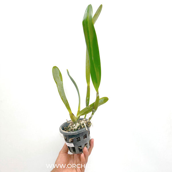 Cattleya (Pot) Exotic Dream - BS