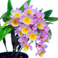 Dendrobium farmeri sp. Pink - BS