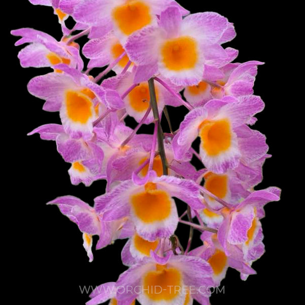 Dendrobium farmeri sp. Pink - BS