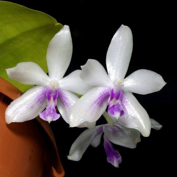 Phalaenopsis fimbriata sp. - Without Flowers | BS