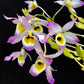 Dendrobium findlayanum sp. - | BS